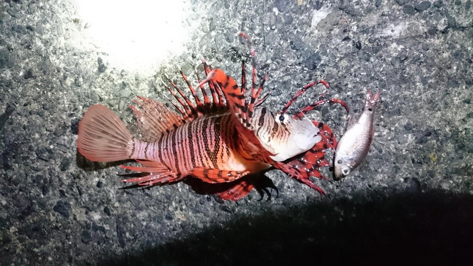 泳がせのドラグが出たのでアオリイカ来たか！と期待するもミノカサゴでした。
もう少し大きければ頂くのですが、あまり身がなさそうなのでリリースでした。