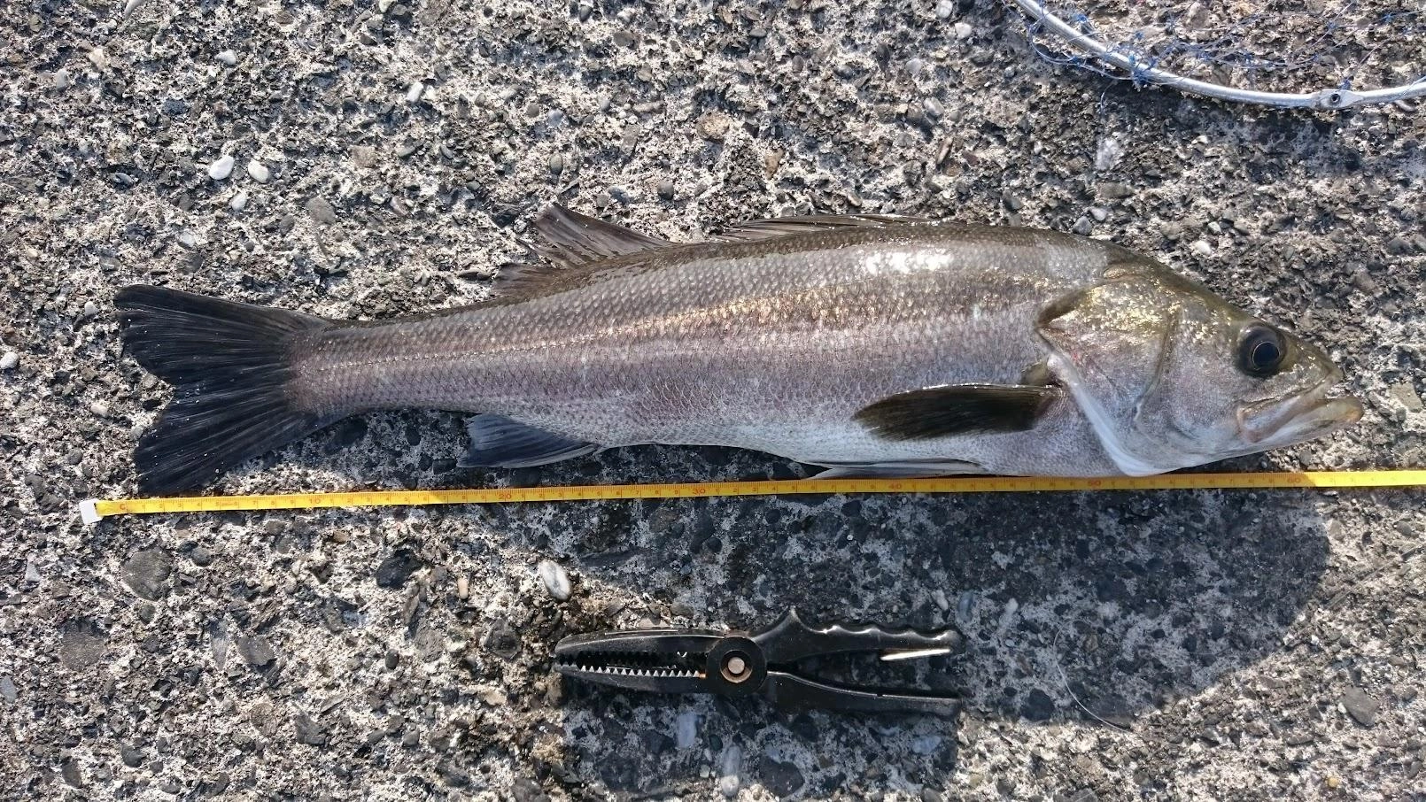 雨後の濁りとゴミに激流が重なり釣りがし難い状況。とりあえず釣れたサッパを泳がせて、堤防足元ボトムでヒラメ狙いすると、即シーバスヒット。その後はノーヒットでした。
最近１釣行１回ぐらいアオリイカがヒットし、でも毎度焦ってバラシを繰り返してます。なんとか釣りたいものです。