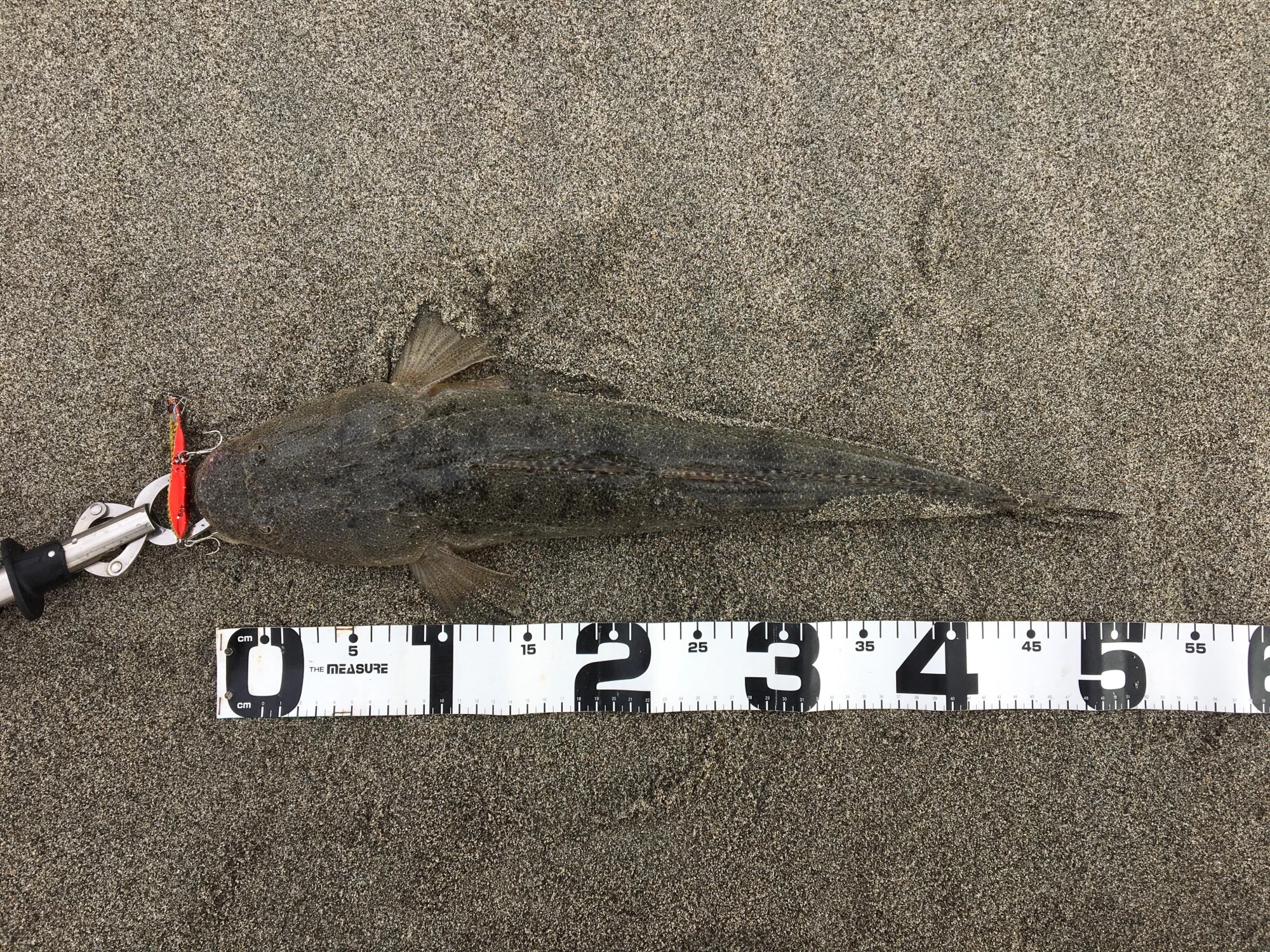 海水温が高いため、まだまだマゴチも釣れてます！