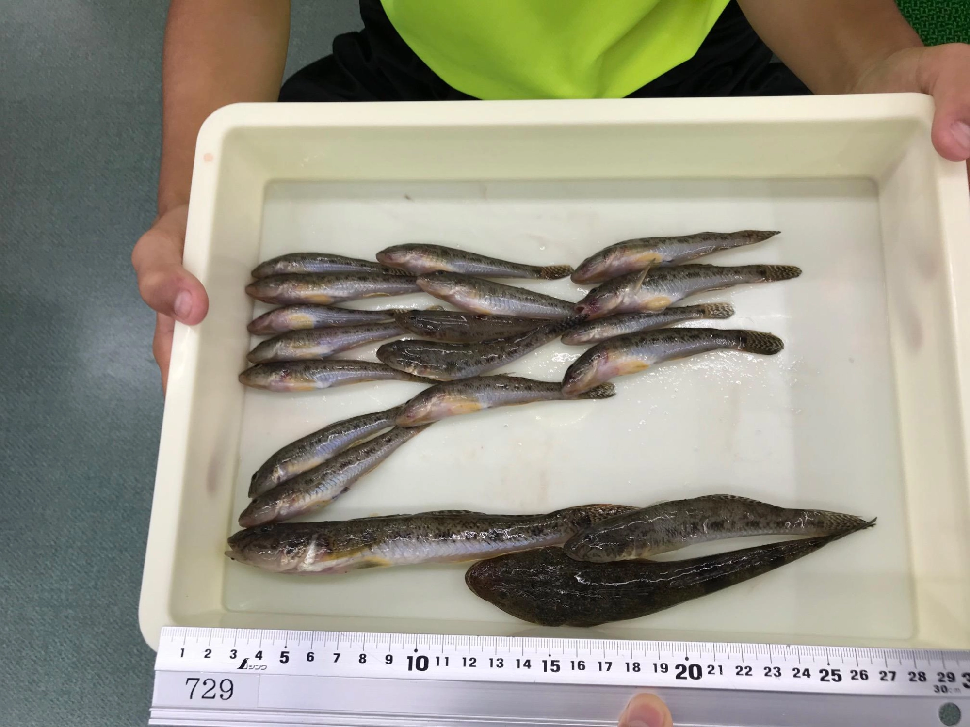 マゴチの釣果もあり！