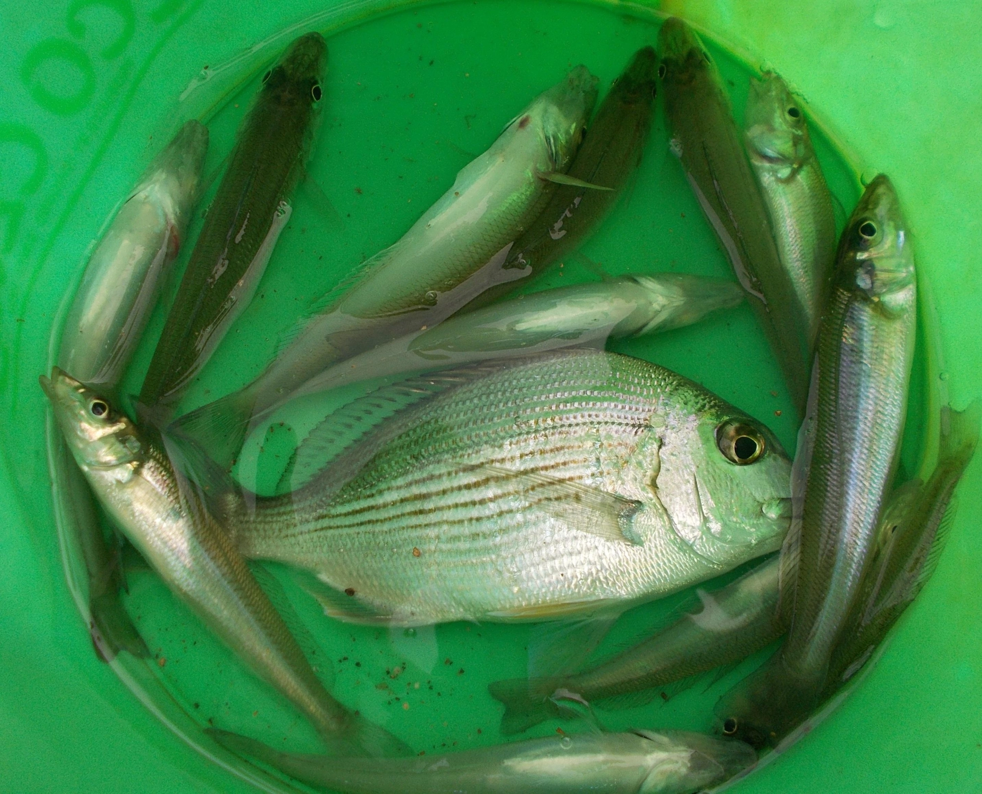 １時間弱での釣果、キス以外にヘダイ、セイゴなども釣れてきますよ。