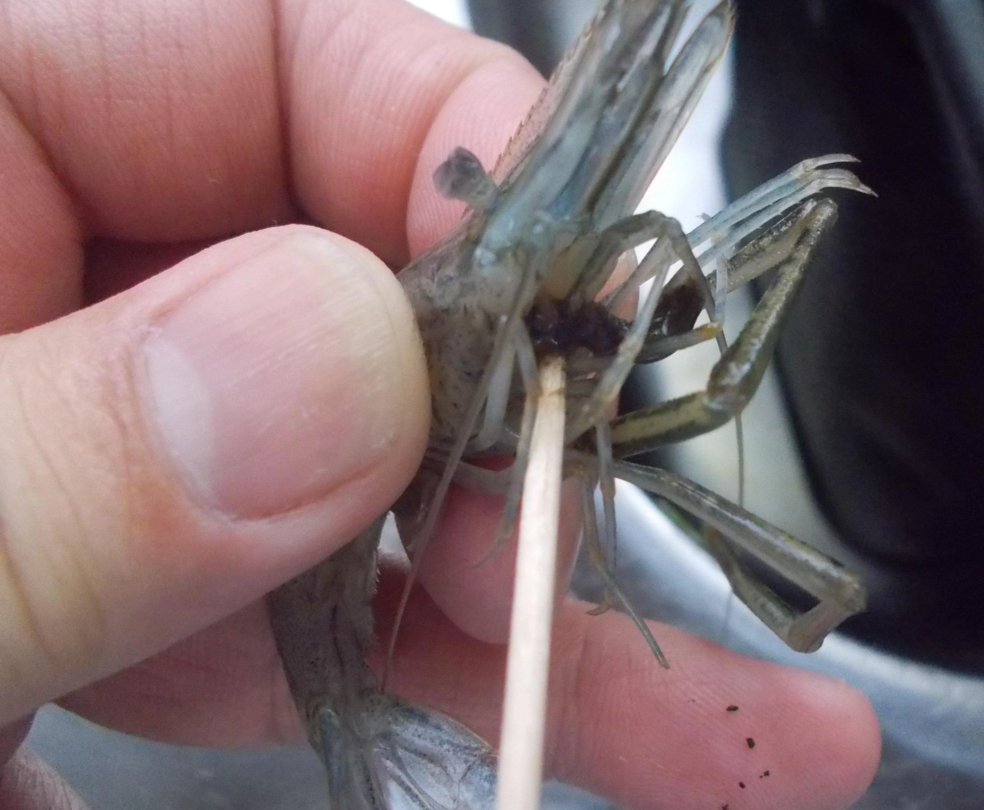 死んでしまったエビや食べたエサが気になる方は爪楊枝をエビの口に刺し込みホジホジすれば内臓が取れますよ。