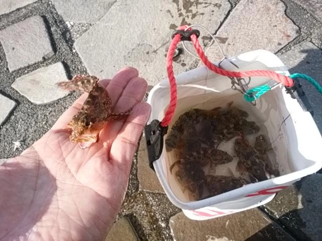 チビちゃん