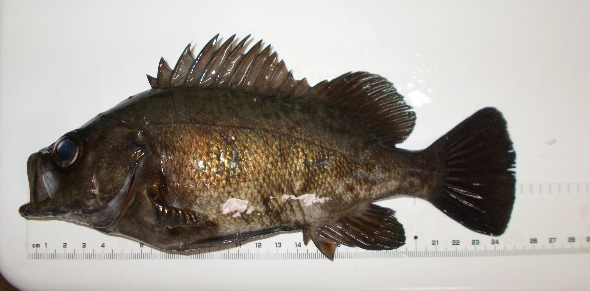 大きいのは25cmありました。食べない魚や小さい魚が釣れたらやさしくリリースして下さい。