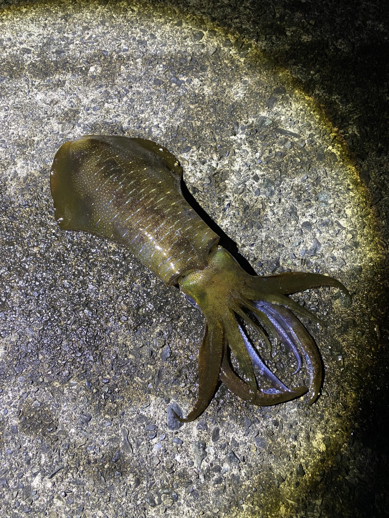 胴長23㎝