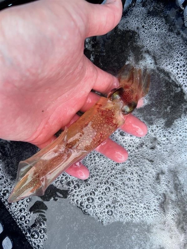 朝からポツポツとマルイカを釣ることができました！