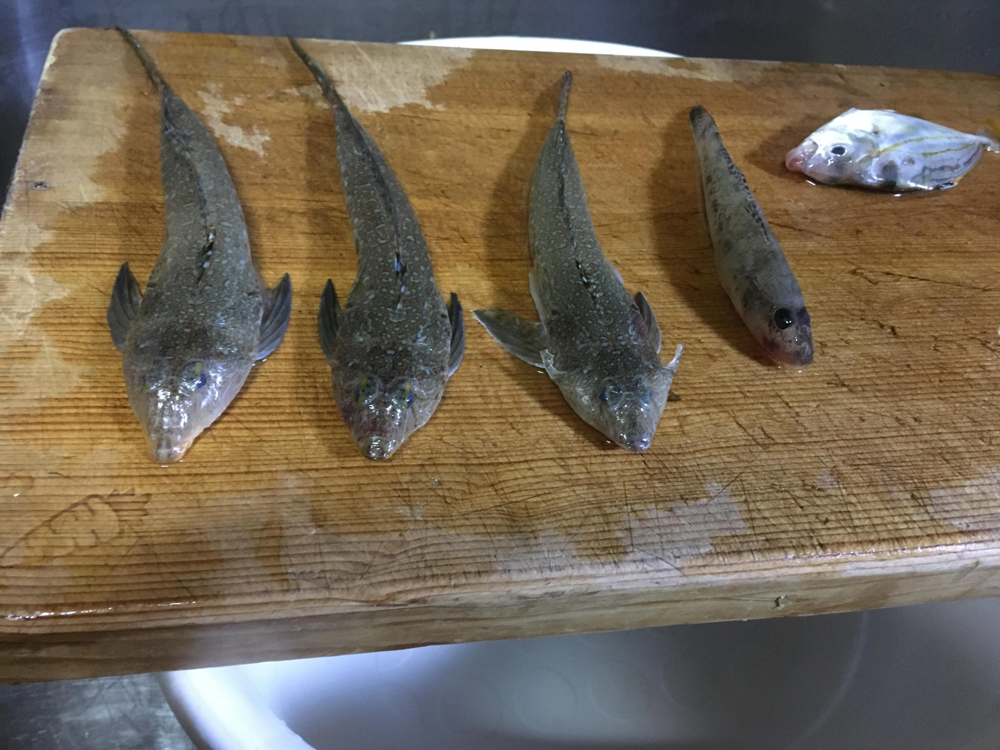 画像

メゴチ×3
ハゼ×1
ヒイラギ×1