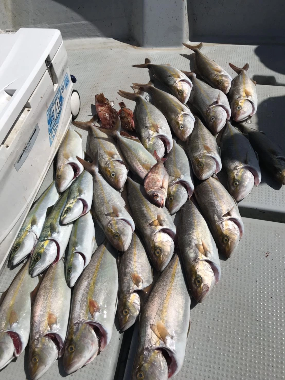 カンパチまだまだ釣れそうですね♪今年は大当たり年！