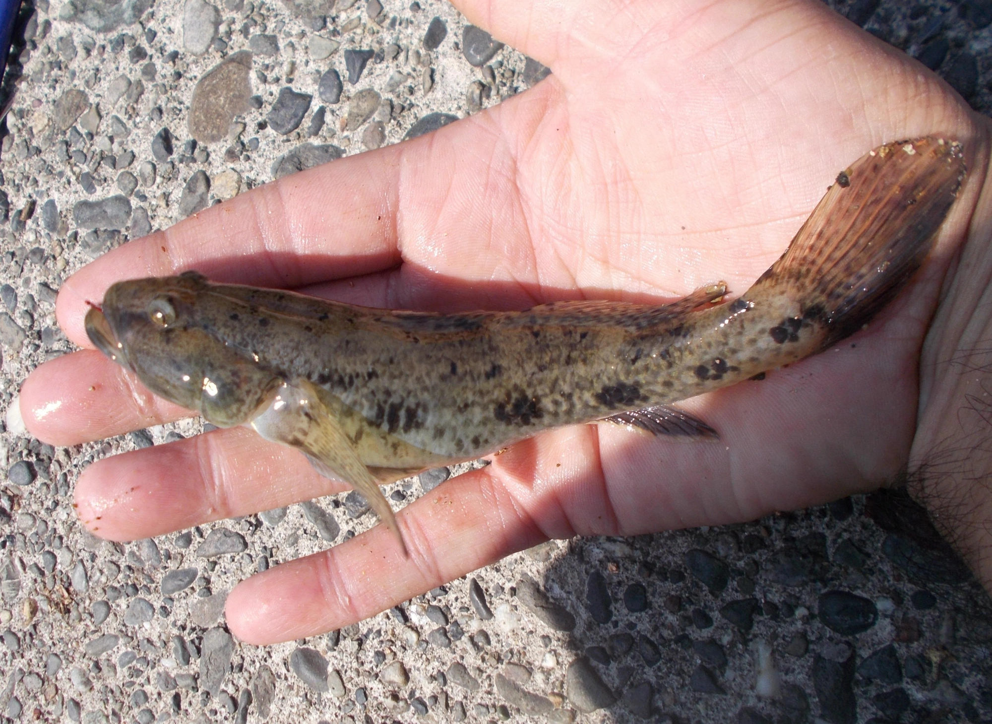 ２０ｃｍ級の「ウロハゼ」も何匹か釣れました。マハゼとの見分け方は下あごが出ているかです。もちろん食べても美味しい魚です。