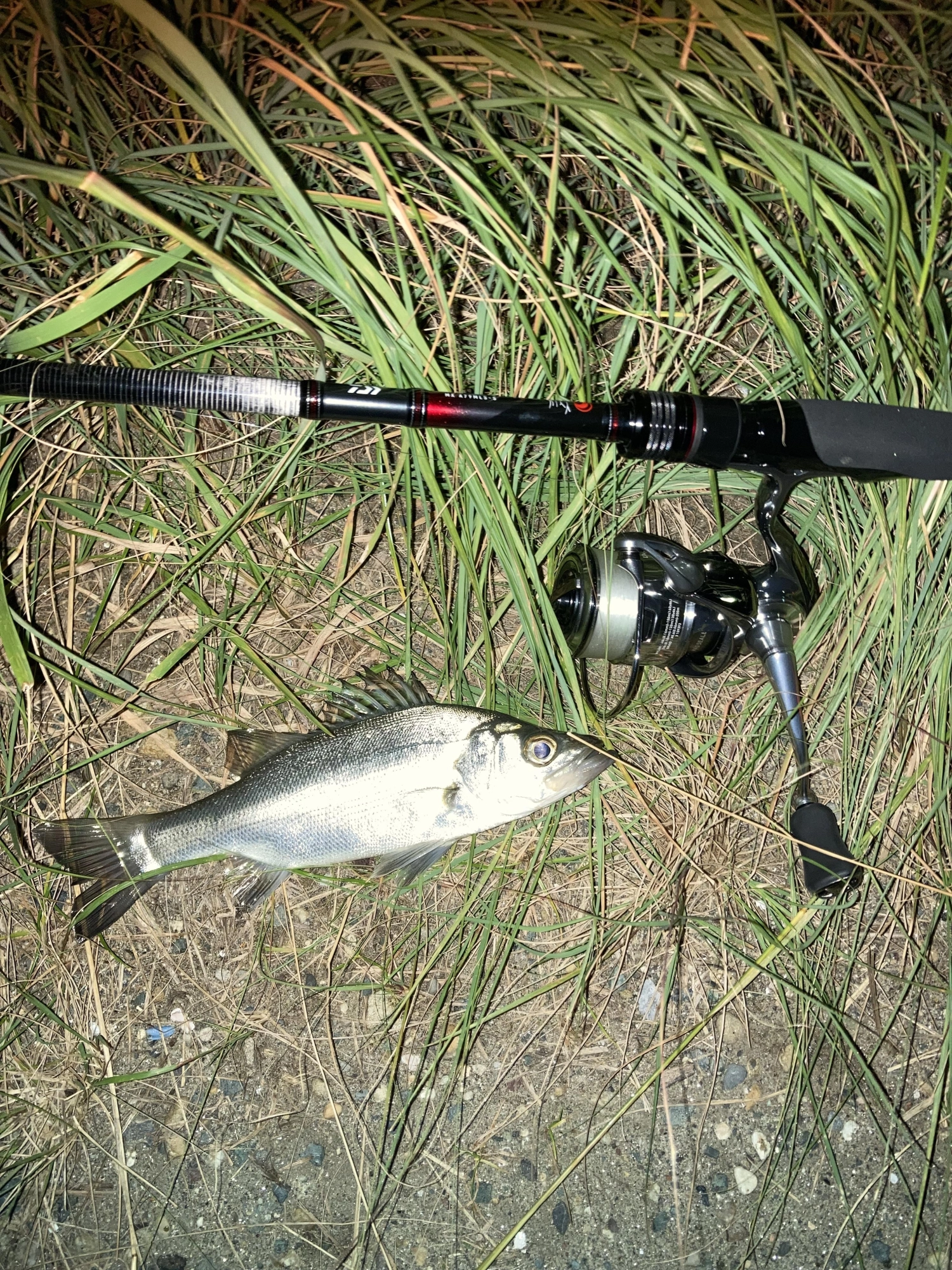 小型ミノーの早巻きにヒット。
