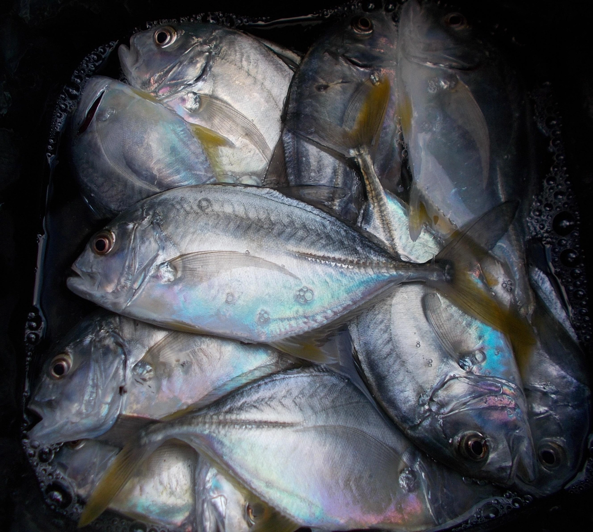 エサ釣りで釣れたキスに飛びついてきたのでルアーに切り替えそこから怒涛の入れ掛かりタイム発動！数十匹の群れがいて足元に落とすだけで飛び出たり、２匹掛かったりが小1時間続きましたよ♪