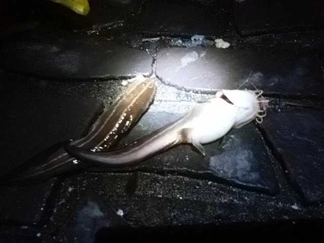 ゴンズイ大連チャン。