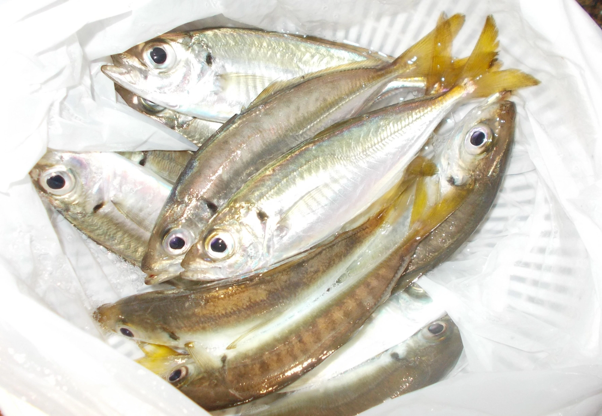 短時間でしたが釣れました。もう少し大きいといいんですが・・・