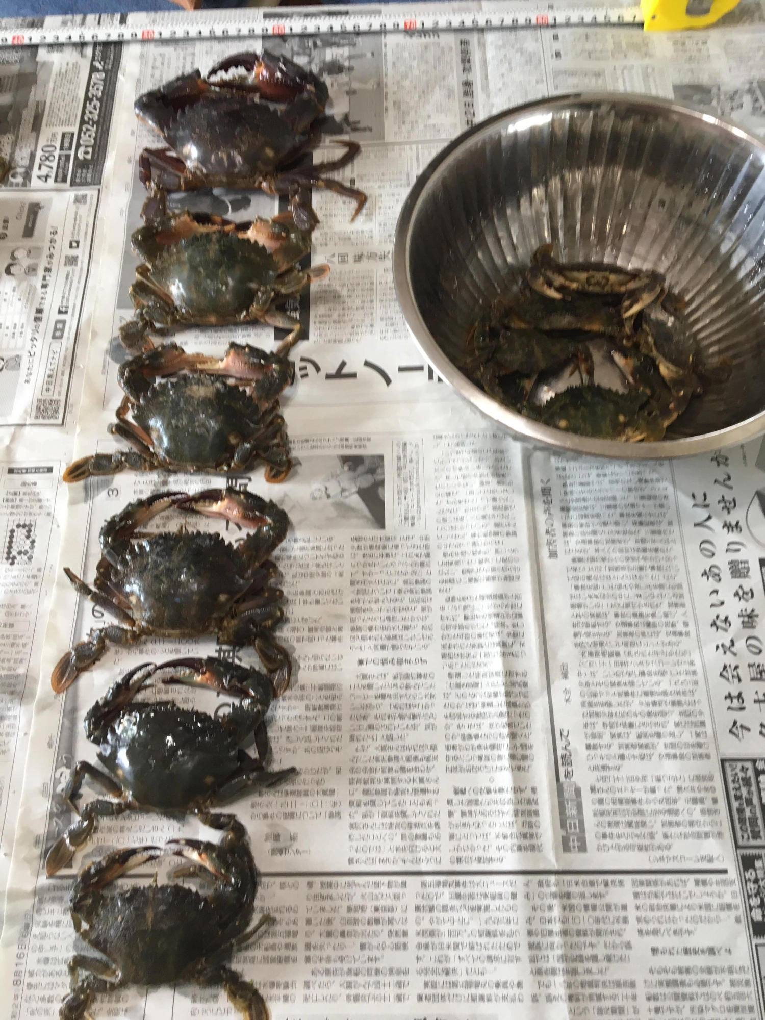 イシ蟹 13匹 （含む小蟹）
