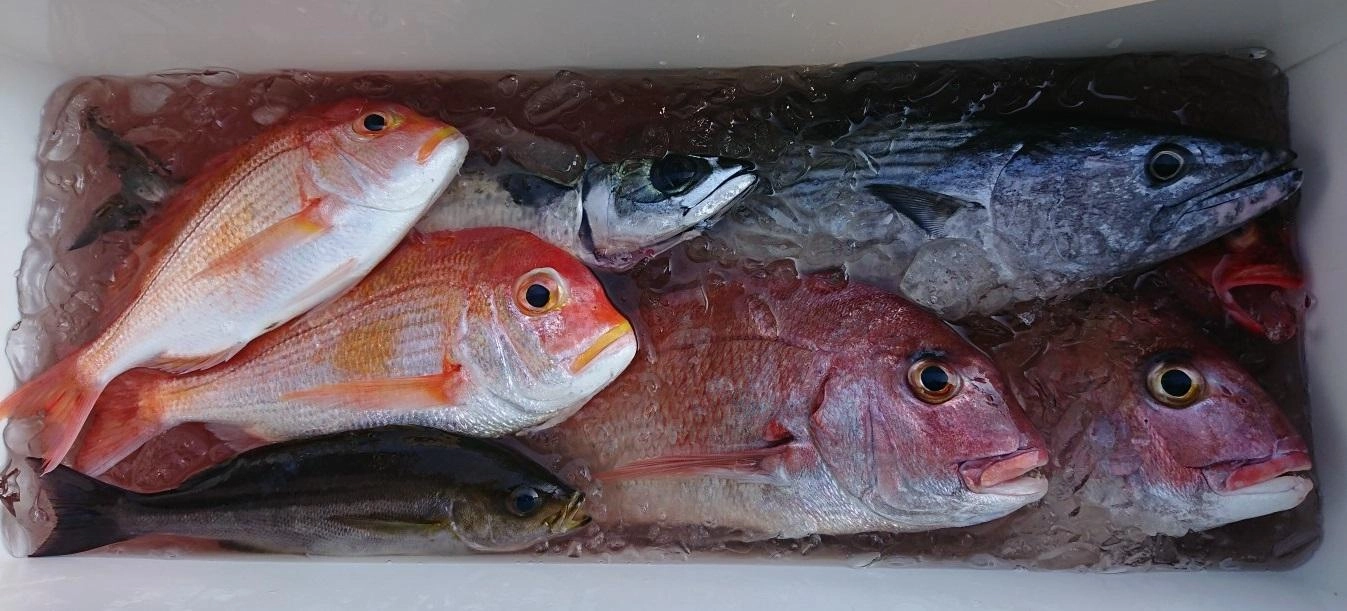 マダイや良型のレンコダイも釣れました