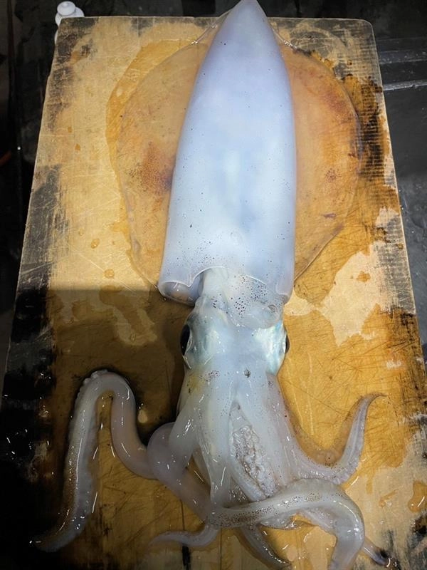 短時間の釣行でイカのアタリが何回かあった様子！今がチャンスです!!