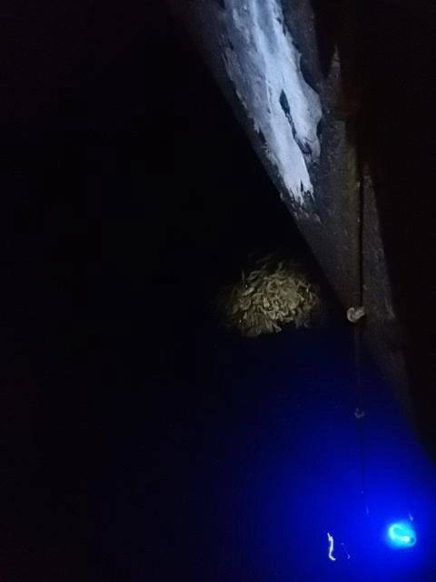 ゴンズイ玉じゃ