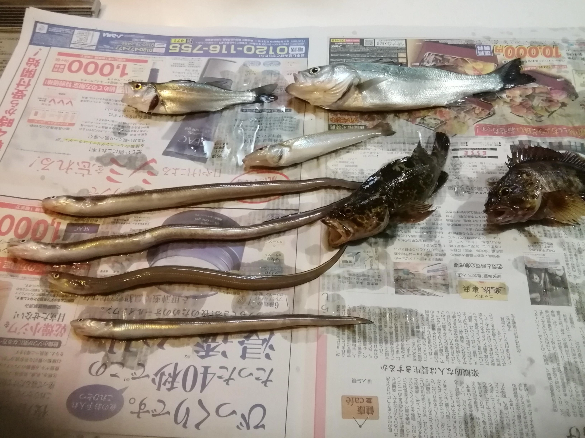 一番小さいアナゴで30cmです。