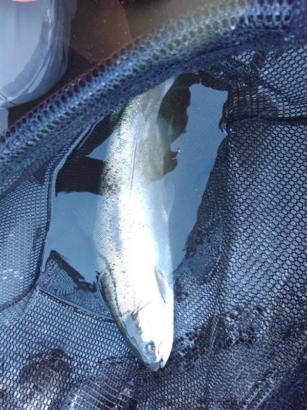 短時間で２匹の釣果です！