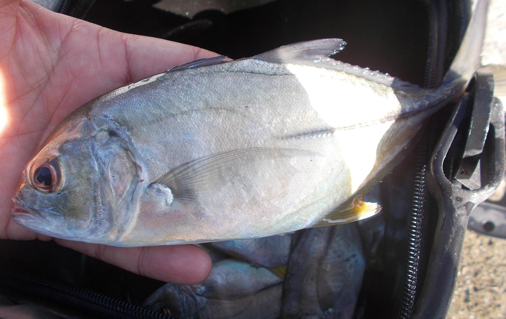 お腹の中には５００円玉サイズのヒイラギが入ってました。釣れるのは手の平大サイズがレギュラーサイズ、もう少し大きいのも見えます。