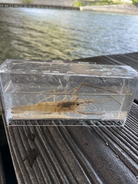 今年はサイズ大きめかも！？デカエビばかりでした。