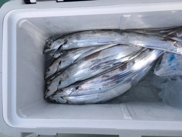 小型ながらアタリは多いのでもう一工夫すればこの倍はいけるかも！？