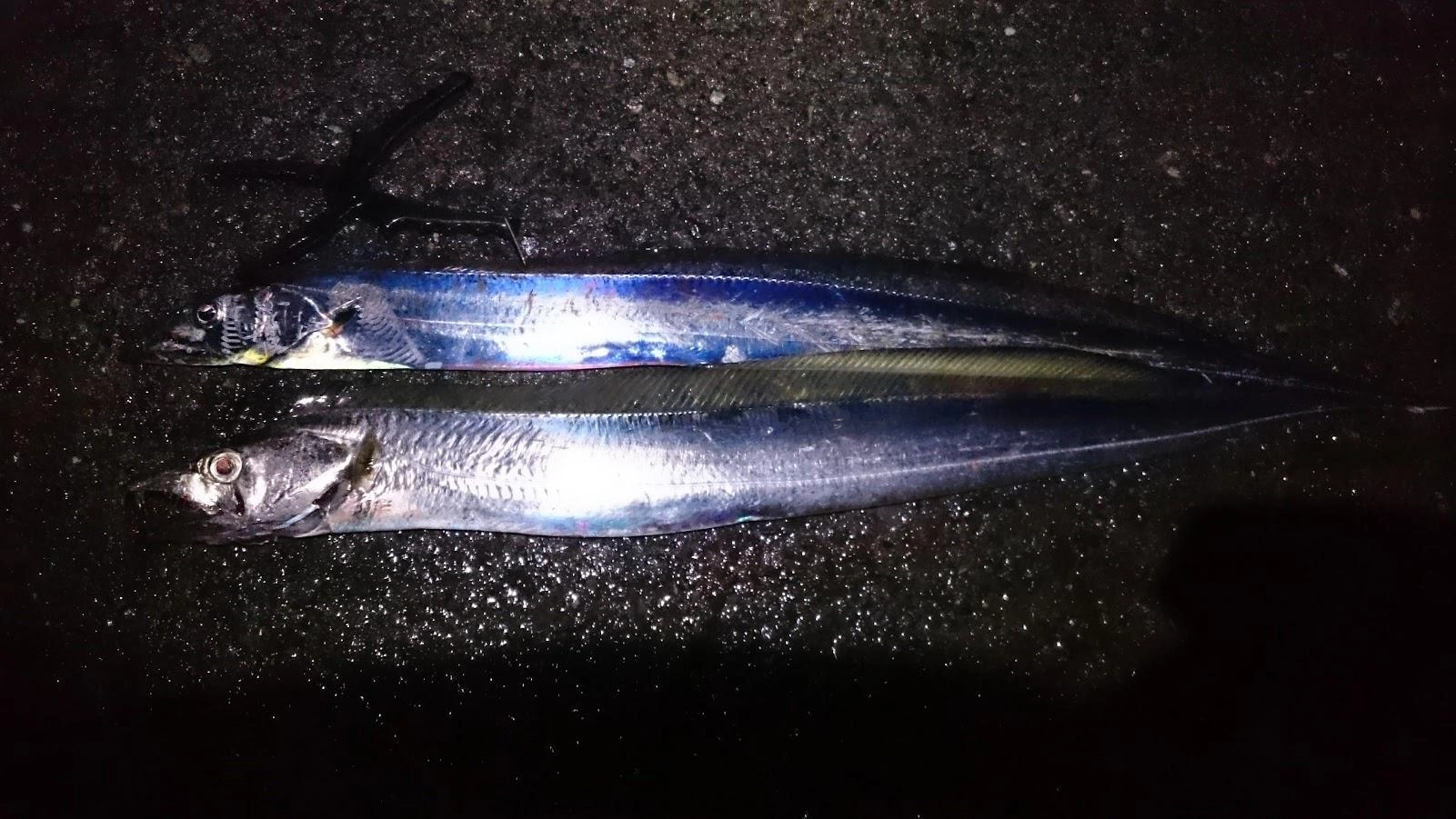 泳がせで指５本のテンジクタチ、テンヤでマタチを釣りました。
泳がせはまあまあのサイズの青鯵をノマセてロデオ針を口の中に掛けたのでタモ無しであげれました。
