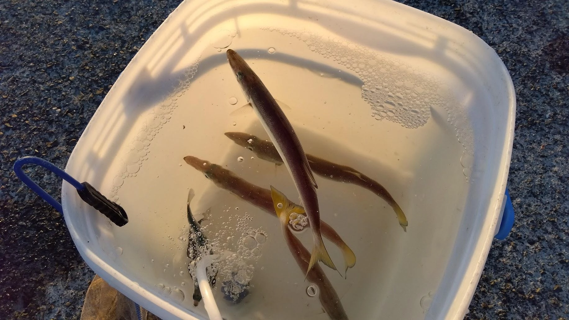 久しぶりにカマスサビキであっさりカマス確保できました
このところカマスの確保が困難で泳がせの釣果が振るいませんでした
沢山釣ってノマレそうなのを選べるのは大きいです