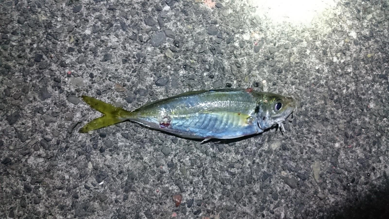 ロデオ針泳がせでおそらくアオリイカに走られた後に合わせましたが、針掛かりしませんでした。たぶんロデオ針がハリスに絡まっていたのだと思います。
やはりこまめに活餌のチェックは必要ですね。