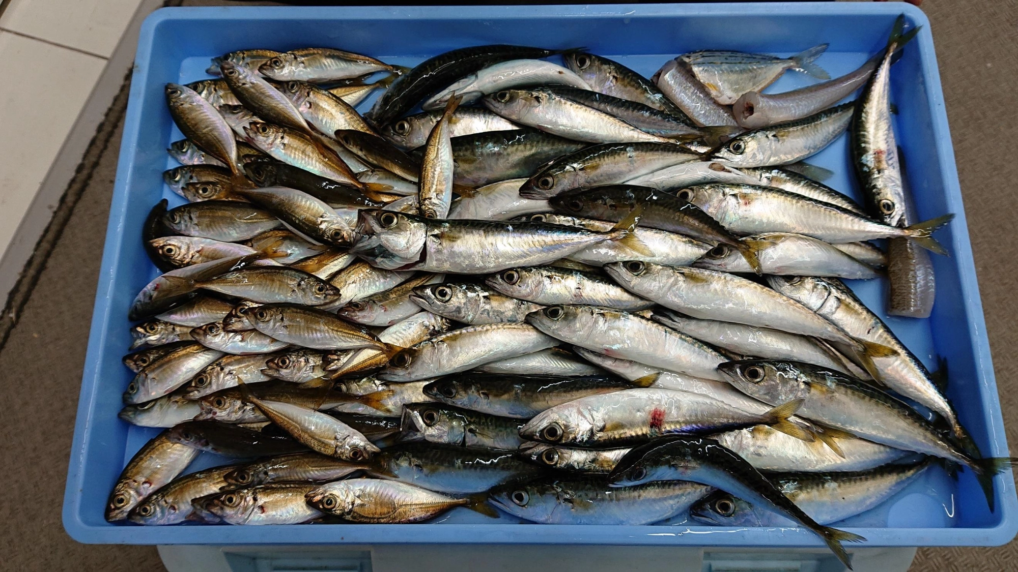 田原港でもアジ、サバが釣れ始めました！！