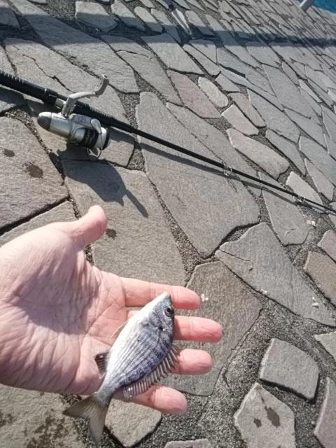 ちんただす