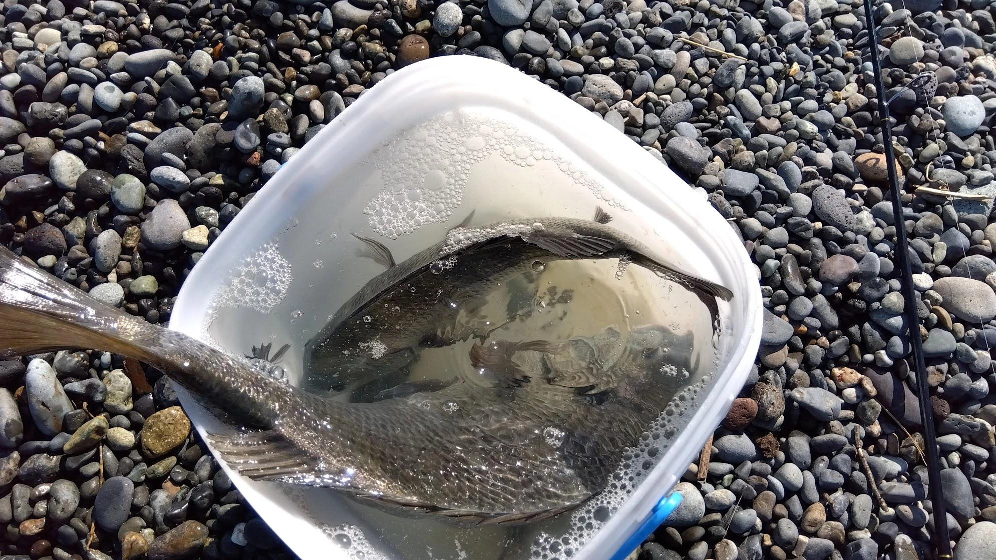 １匹釣るとすぐスレていなくなりますが、ちょっと場を鎮めると２匹目も釣れました。
潮汐や天気パターンが大体当たるようになり、状況によって若干仕掛けや釣り方を工夫することで安定の釣果となってます。
まあ食べるあてのある分の１～３匹で終了がちょうど良い感じです。