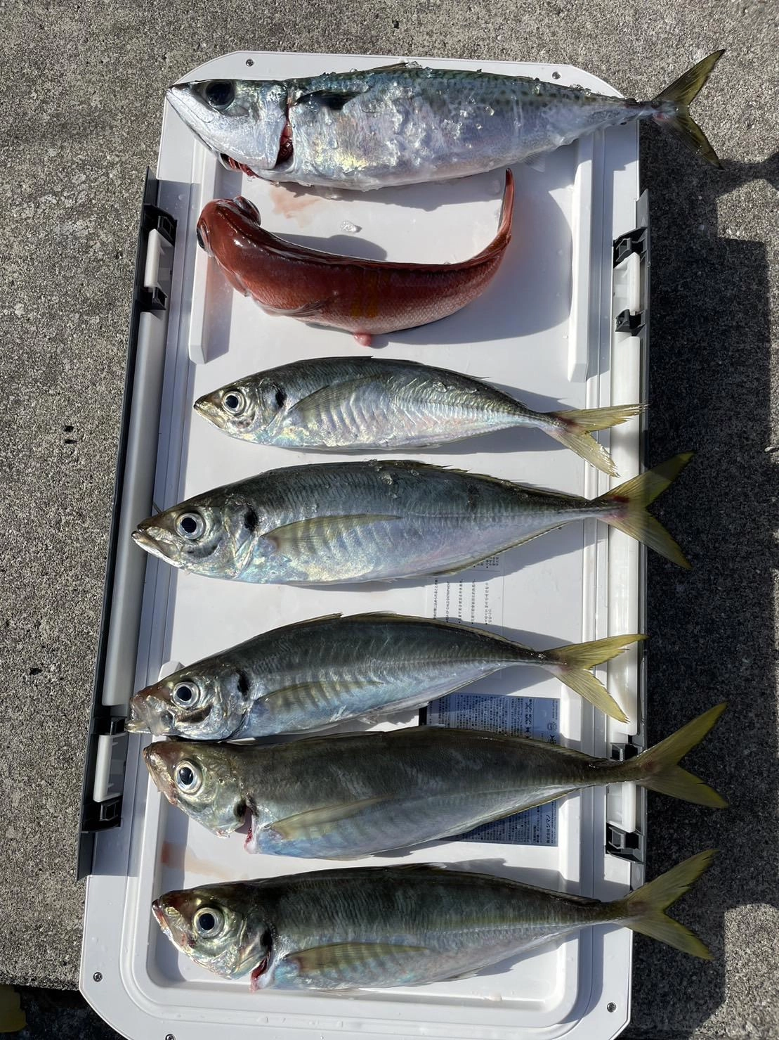 １番大きいアジで45cmのアジが釣れました！ゲストにアマダイも!!