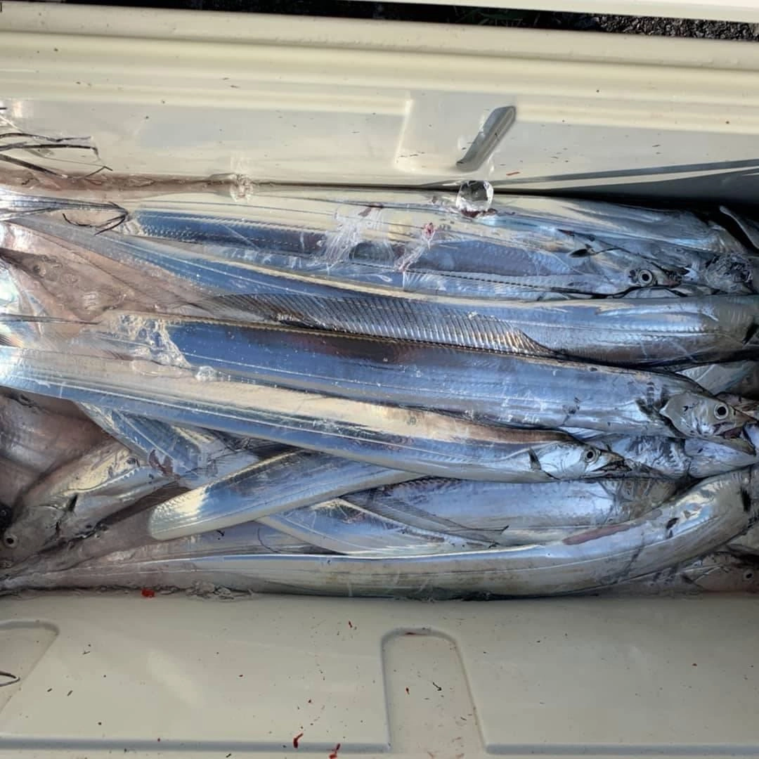全部で３０尾　最大指４でした