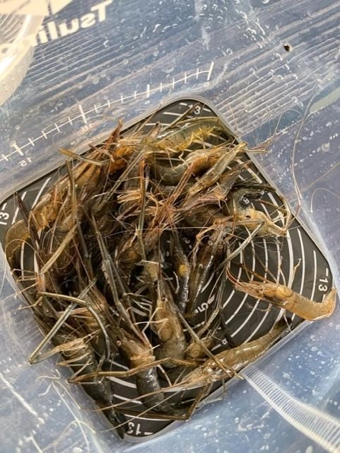 １時間半でこの釣果！ちょっとキモいですね(笑)