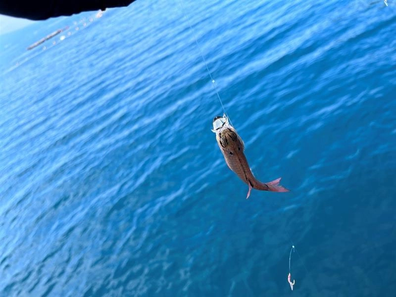 ネンブツダイも少しだけいました！唐揚げに最高の魚です!!