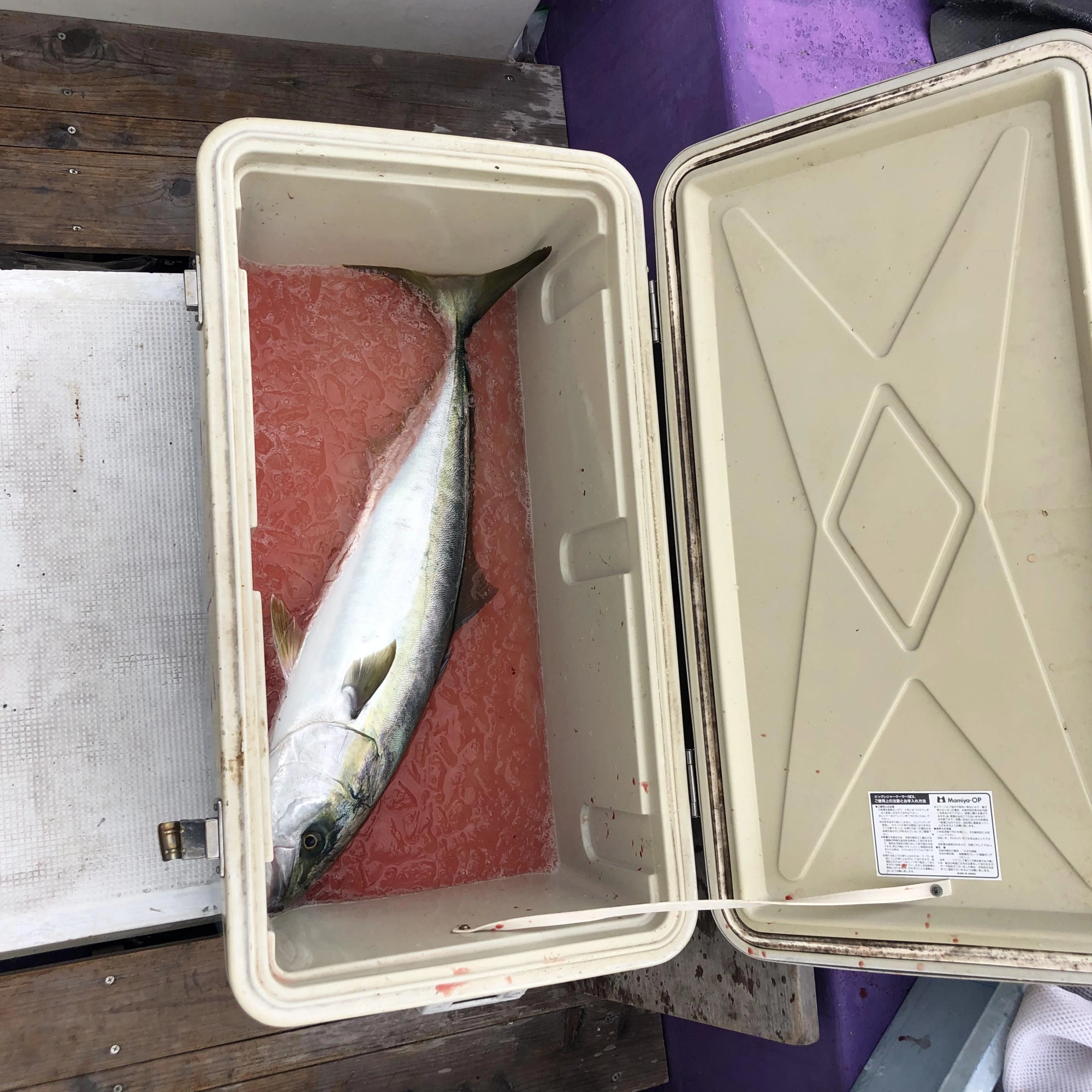 4キロ級ワラサ