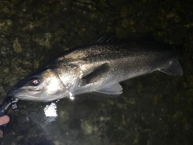 ランカーとは思えないほど綺麗な魚体ですね！