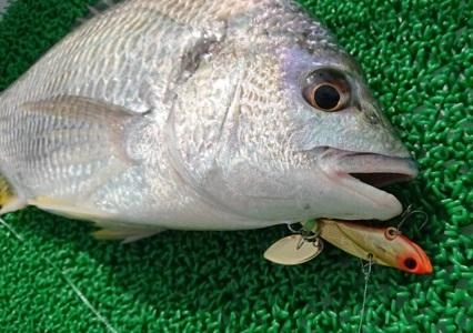 トップでキビレもまだまだ釣れてます。