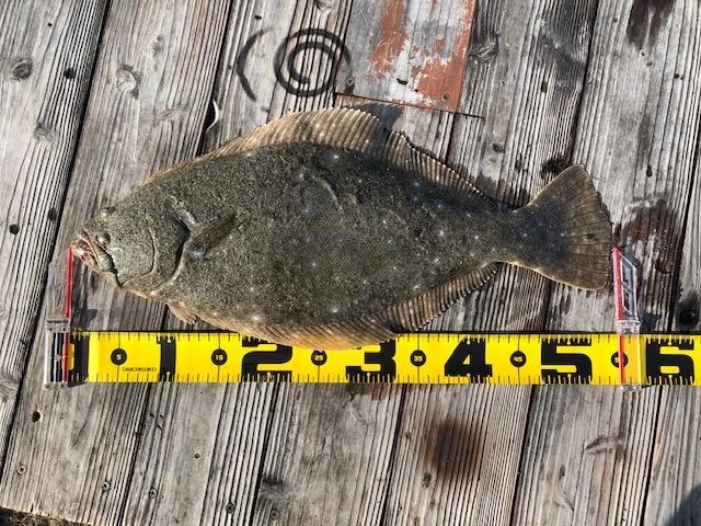 2匹目は肉厚の55ｃｍ！