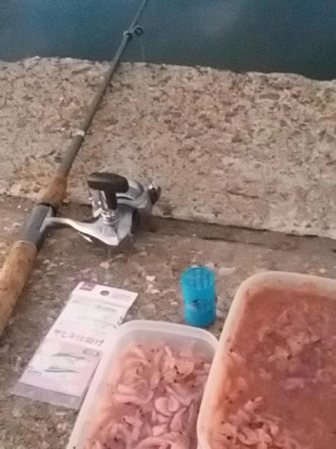 サビキ好調