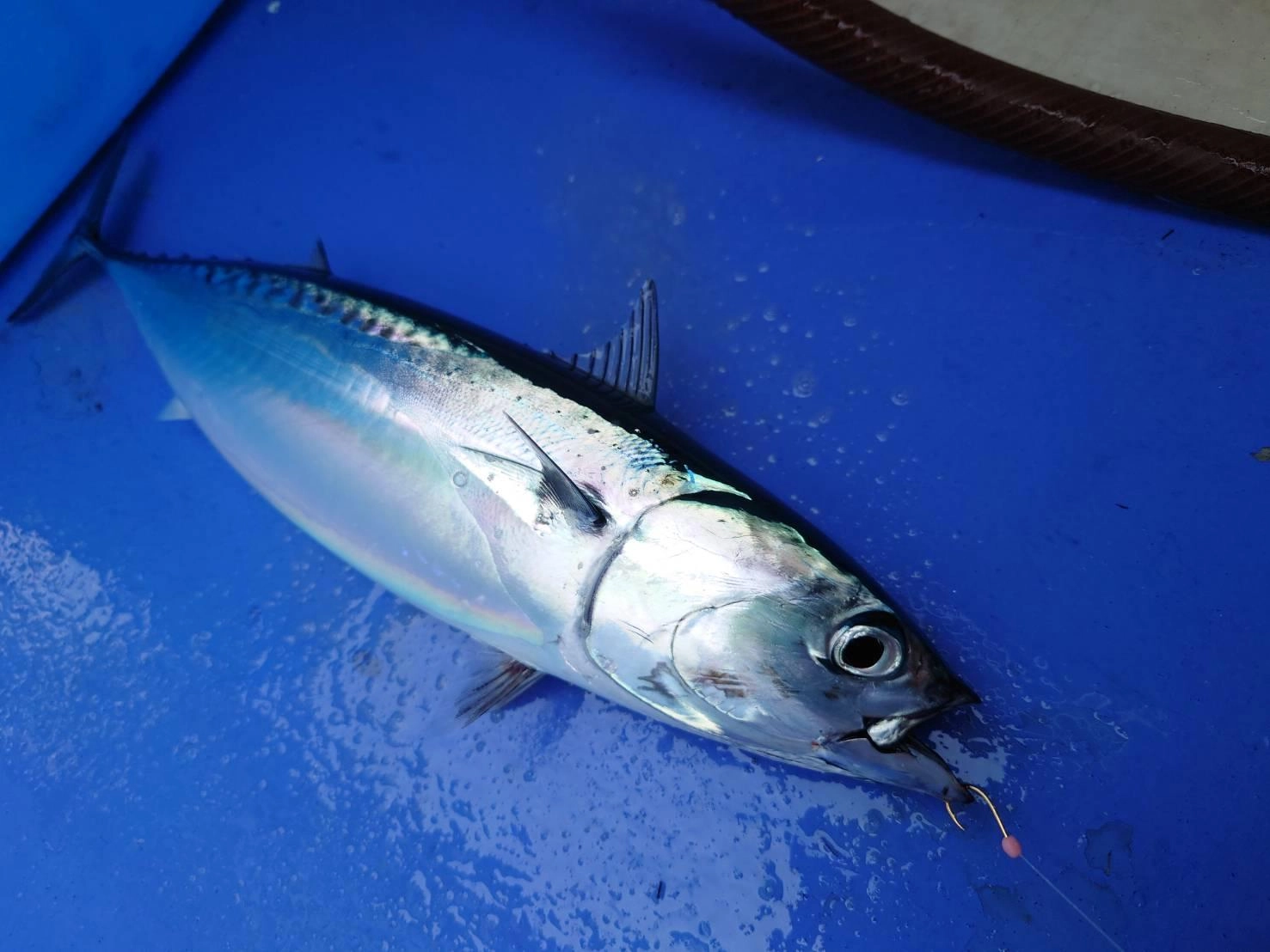 ソウダカツオが沼津湾内に入ってきました！