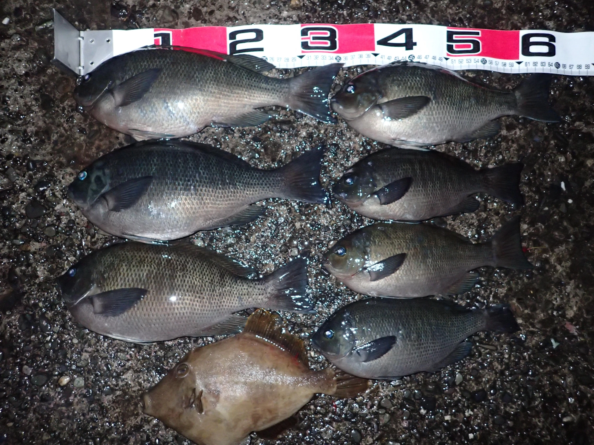 この日の釣果最大３６ｃｍ