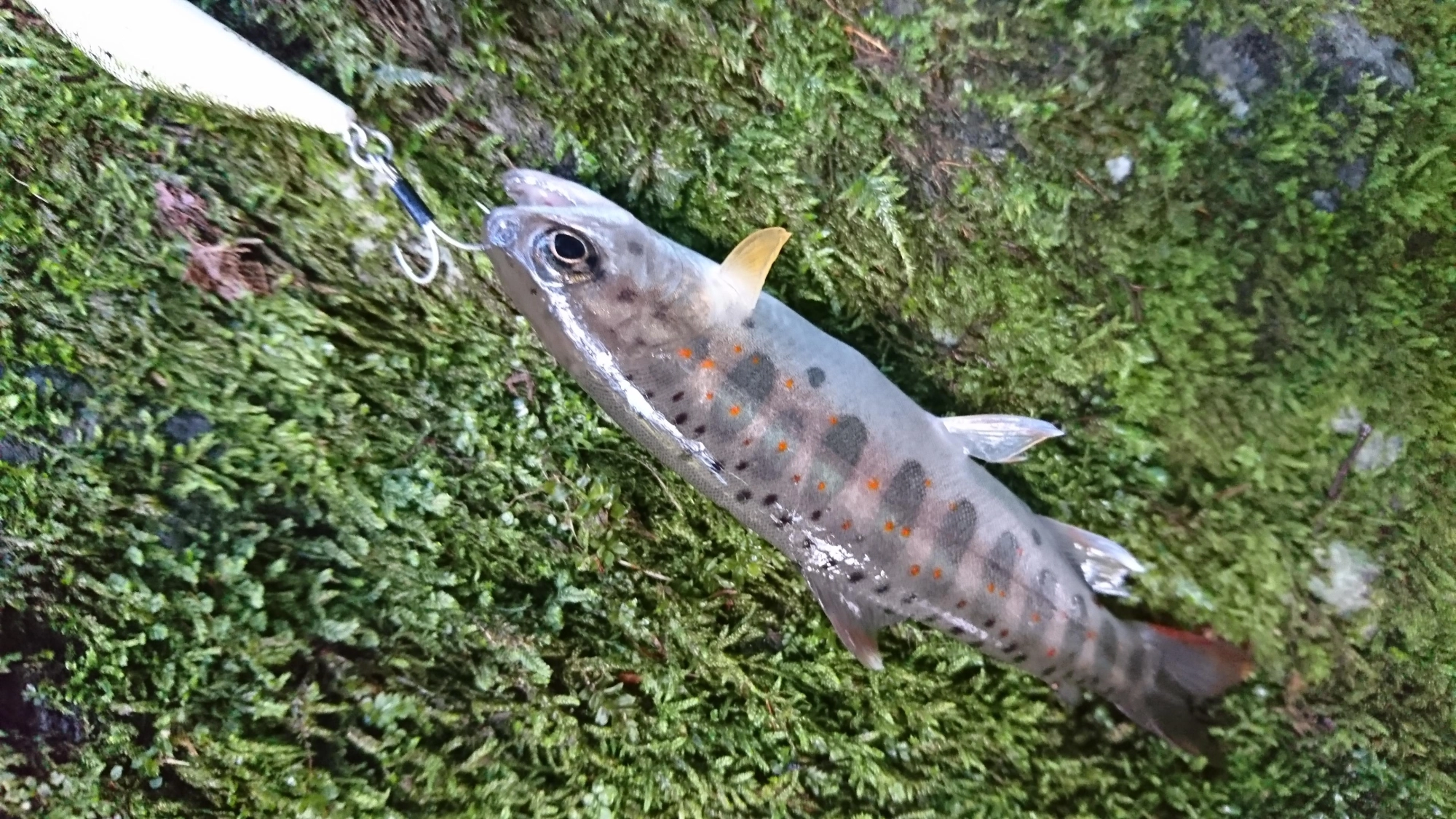 釣れたアマゴは全てリリースしました。
