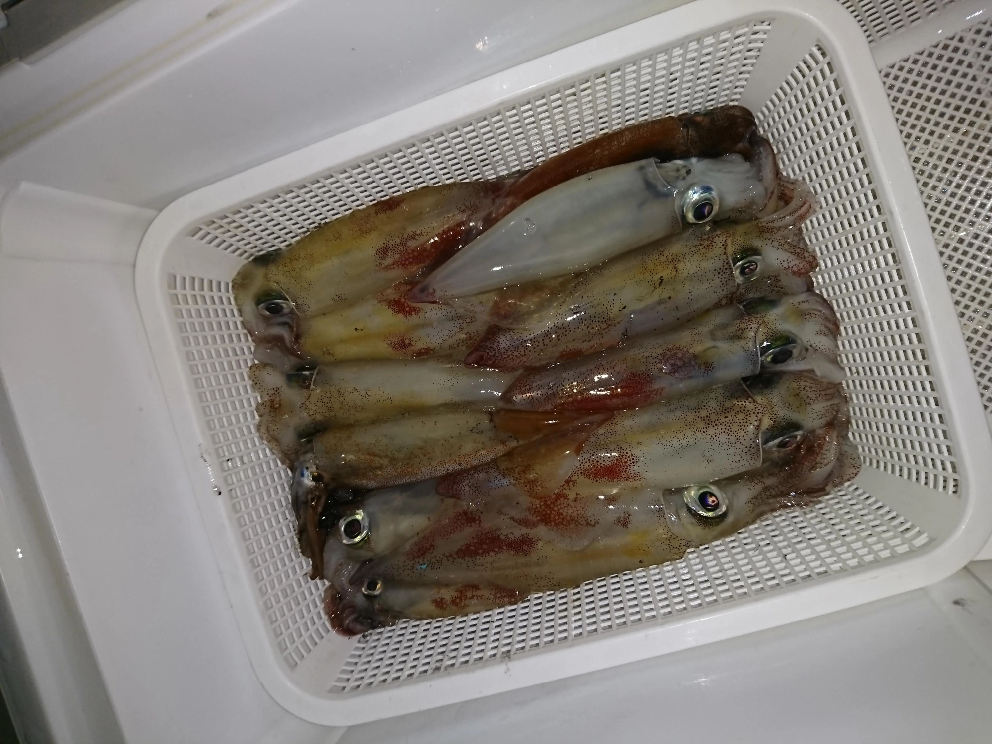終始アタリ続き、入れ食いタイムもありました！