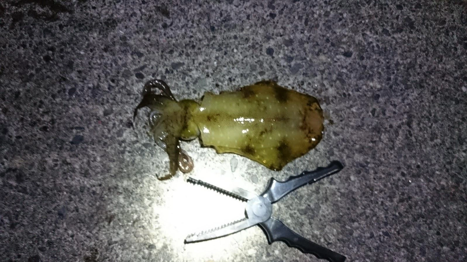 久しぶりにマイワシが3匹釣れたので泳がせすると、２匹は食い逃げされました。しかし１匹は合わせがしっかり決まり、返しのあるロデオグライダー針がガッチリ逃がさず釣り上げることができました。