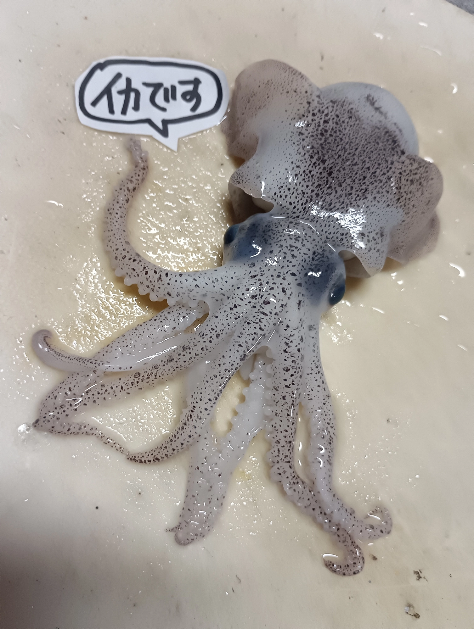 イカさん