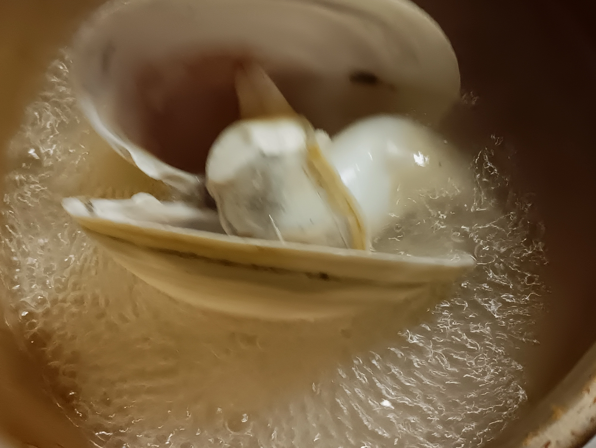 貝茹でる
