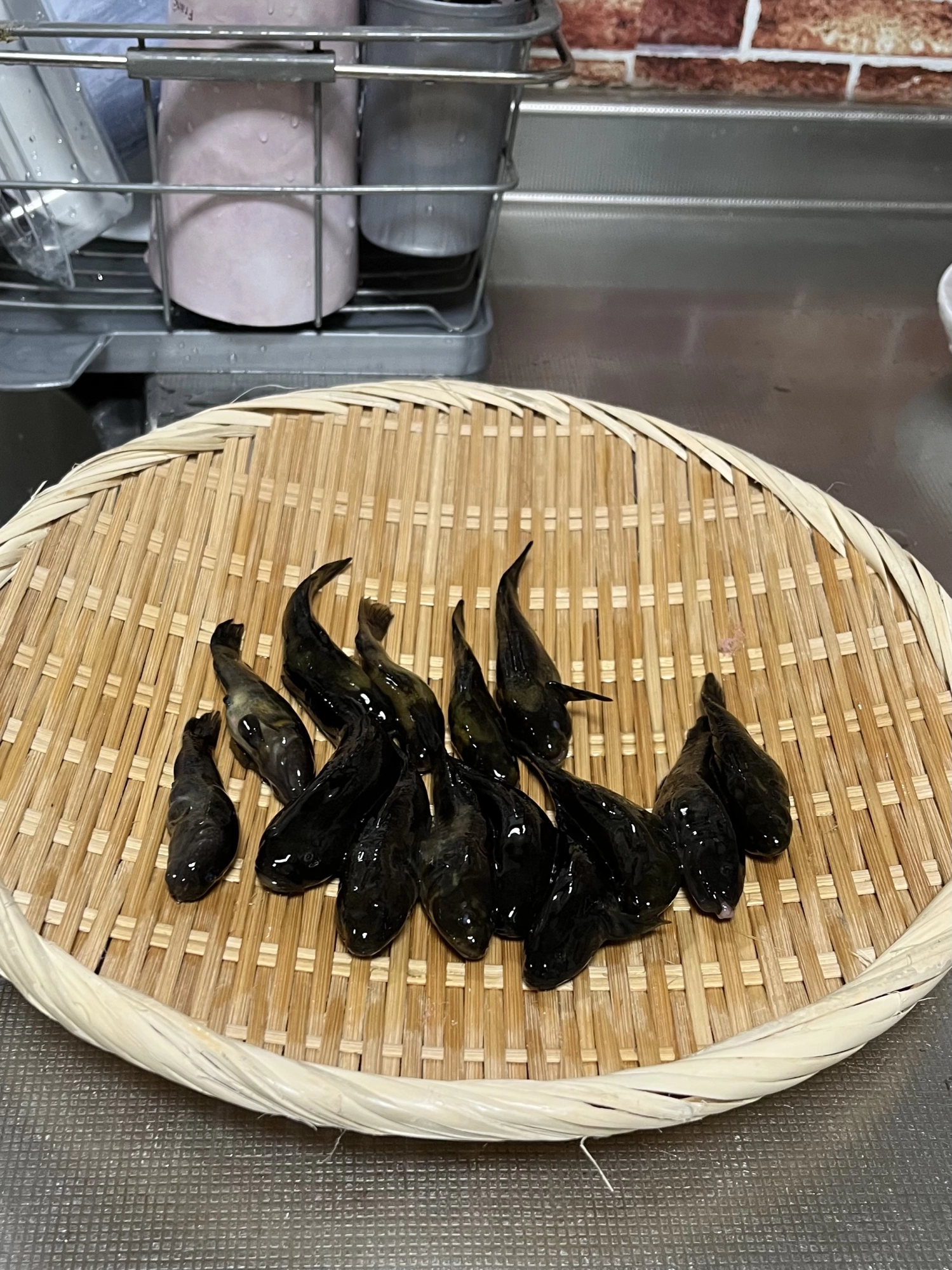 4月はダボハゼから