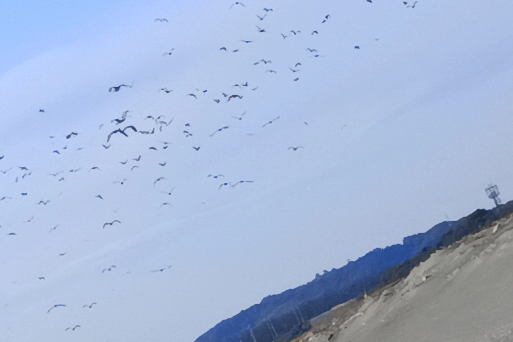 鳥山からナブラ